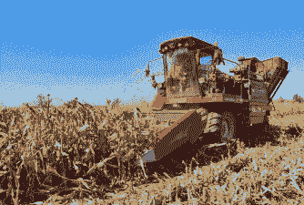 玉米种植和收获季节