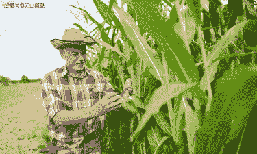 北美玉米种植季节