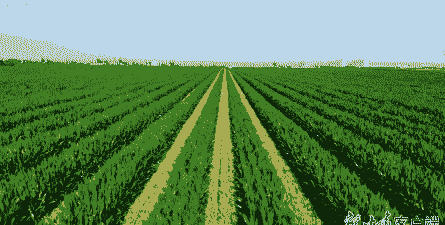 玉米种植甘肃多少亩