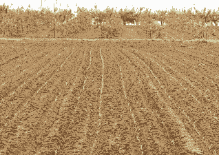 玉米种植条件地形地势