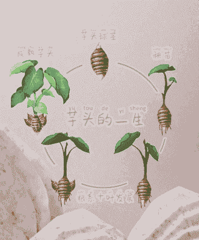 芋头和玉米种植方法