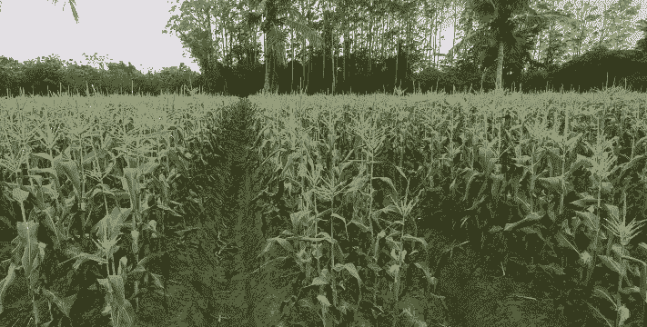 海南文昌玉米种植面积