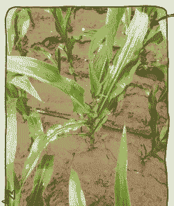 玉米种植出现问题