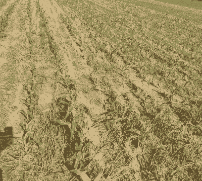 浙江玉米种植几次收获