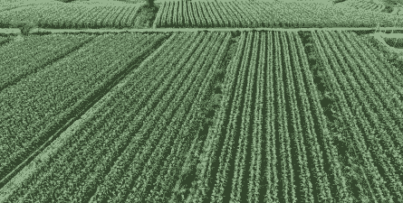 景谷县玉米种植面积