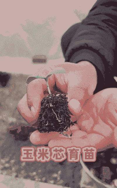 玉米种植需要育苗吗