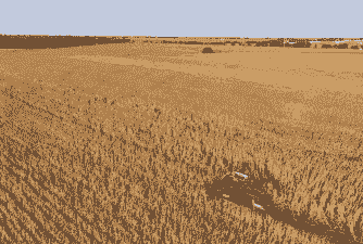 玉米种植及收获季节