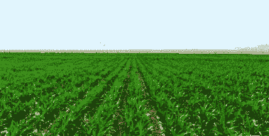 新疆阿尔泰玉米种植面积