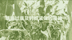 玉米种植管理存在问题