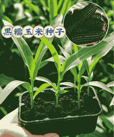 家庭种植玉米种子