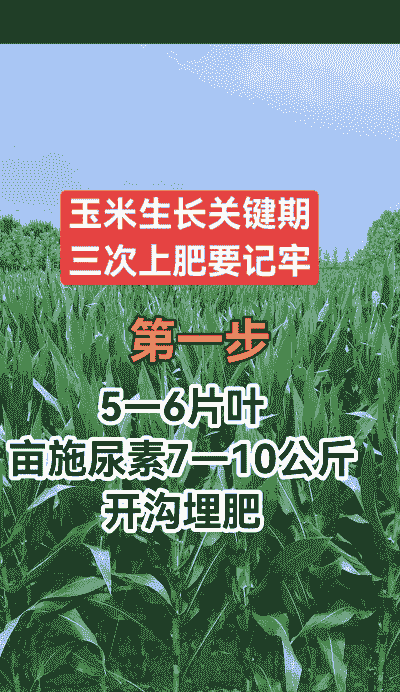玉米种植几次肥好