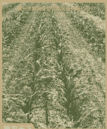 双行玉米种植间距要求