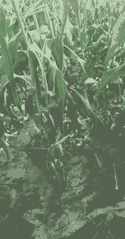 禄丰玉米种植面积多大