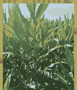 新疆玉米种植技术品种