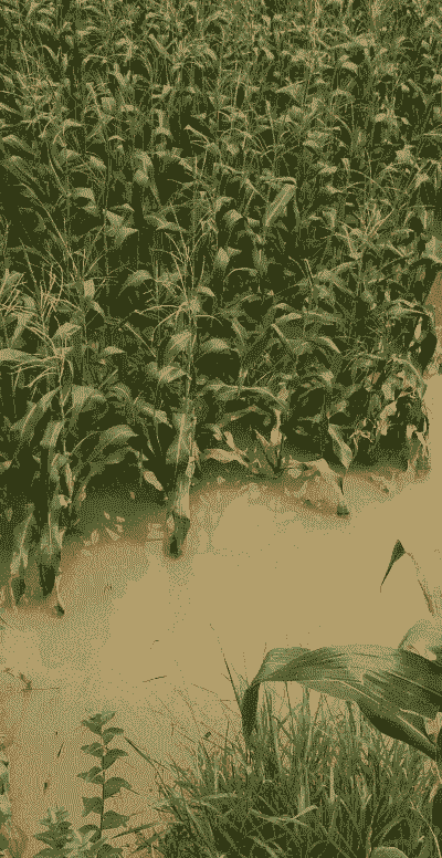 玉米种植后掉坑