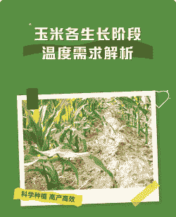 玉米种植的气温要求