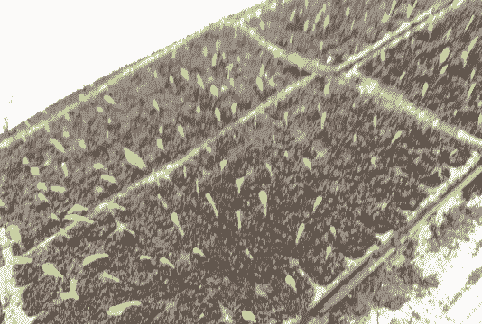 水果玉米种植几天发芽