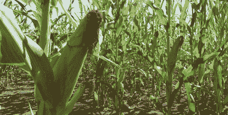 炸裂玉米种植技术要点