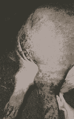 母猪产后发紫是什么病