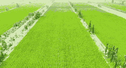 中国沙漠玉米种植规模