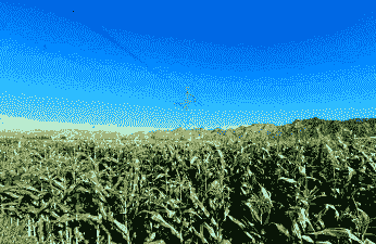 土右旗玉米种植规模