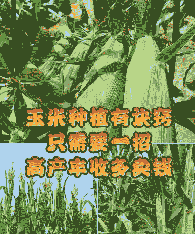 玉米种植能赚钱嘛