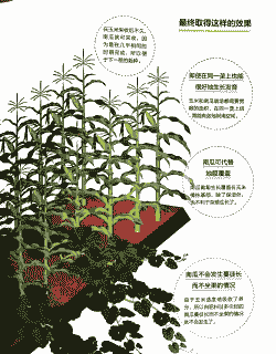 南瓜搭配玉米种植技术