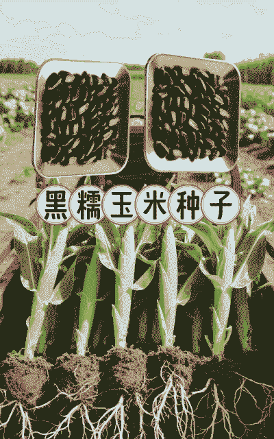 玉米种植在什么季节