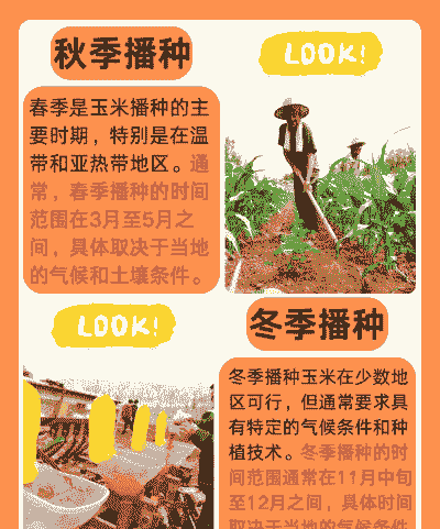 我国东北玉米种植时间