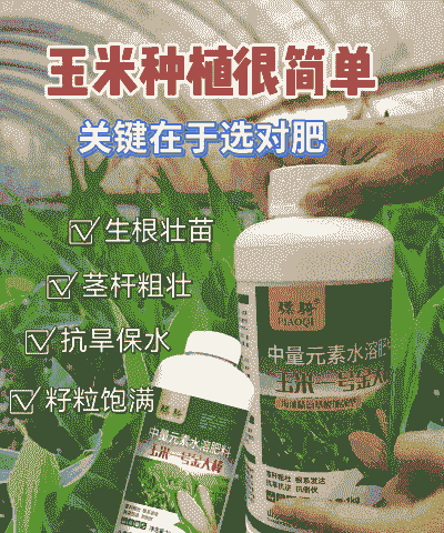 玉米种植肥料的使用