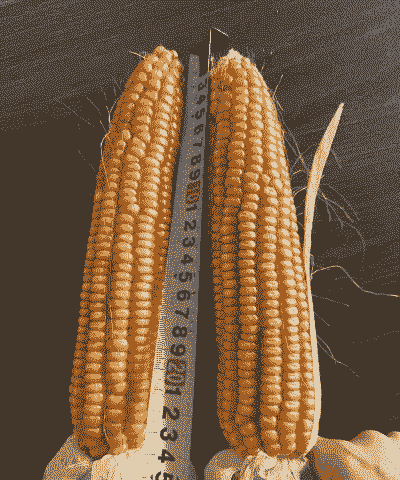 广西饲玉米种植品种