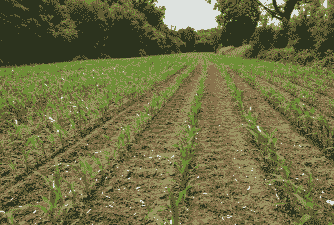 甜糯玉米种植行距