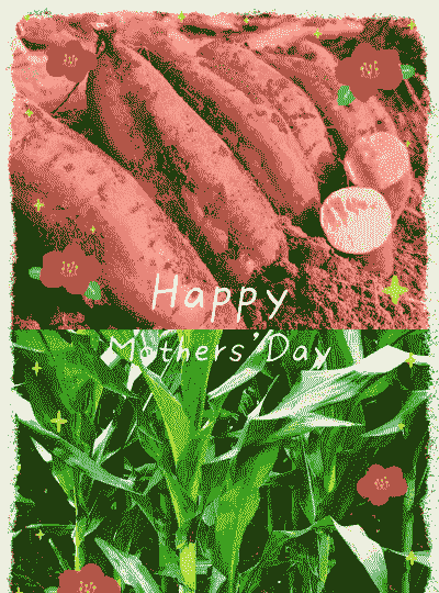 红薯和玉米种植区别