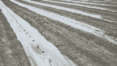 玉米种植地膜怎么铺