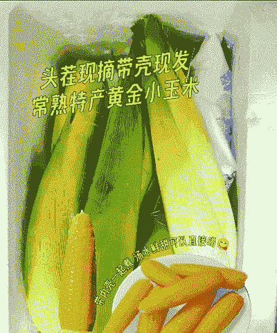 黄金小玉米种植规程