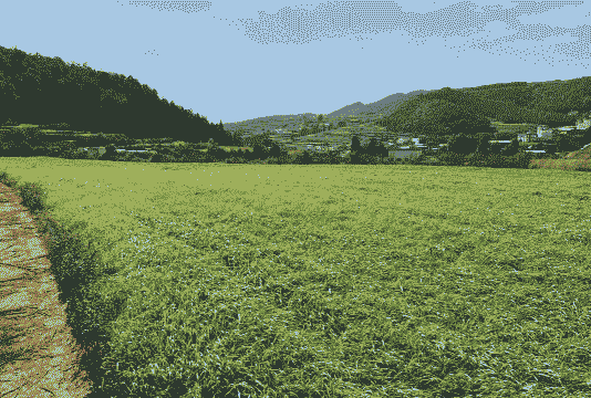 寻甸高产玉米种植面积