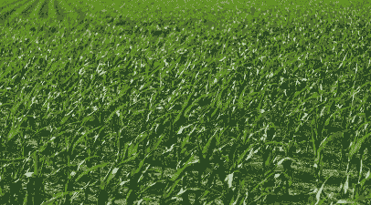 山东春玉米种植区域