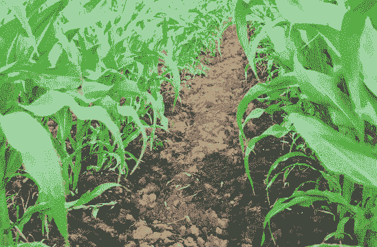 玉米种植土壤质地