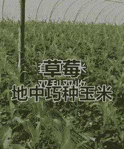 草莓玉米种植株距