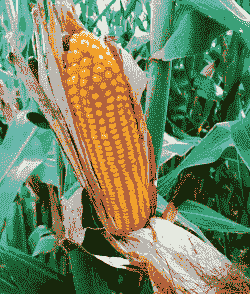 今年玉米种植最好品种