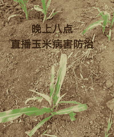 玉米种植问题及解决