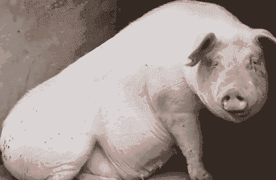 母猪产后不吃食身体发抖