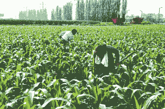 玉米种植前田间除草
