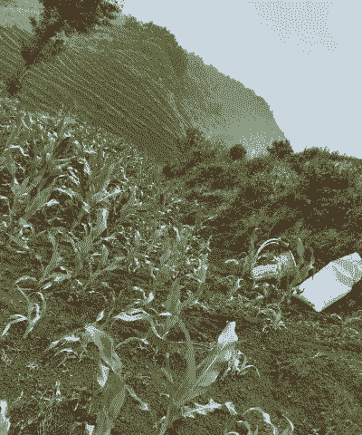 最苦的玉米种植