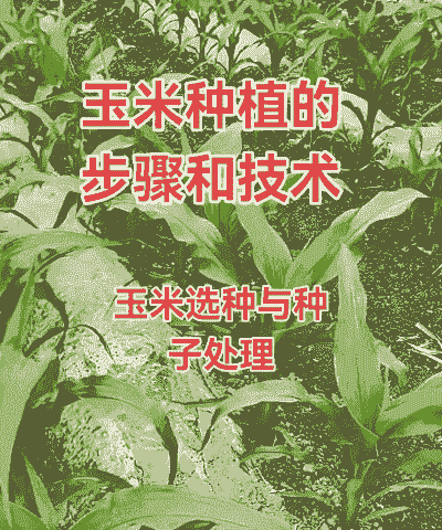 东北农民玉米种植方法
