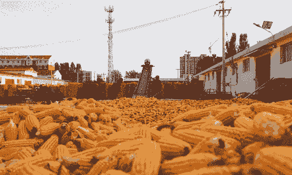 河北免费玉米种植地方