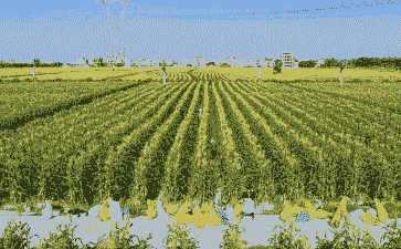 广东茂名玉米种植面积