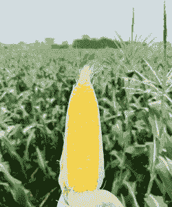 广西玉米种植的品种