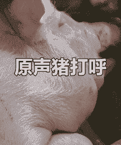 母猪产后睡觉打呼噜