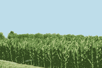 山东威海玉米种植面积